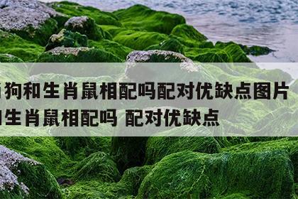 生肖狗和生肖鼠相配吗配对优缺点图片 生肖狗和生肖鼠相配吗 配对优缺点