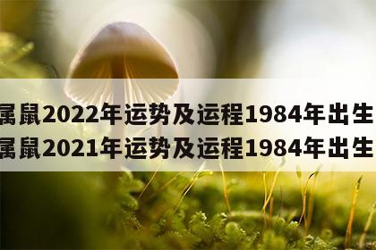属鼠2022年运势及运程1984年出生 属鼠2021年运势及运程1984年出生