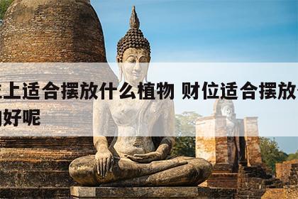 财位上适合摆放什么植物 财位适合摆放什么植物好呢