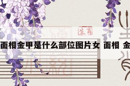 面相金甲是什么部位图片女 面相 金