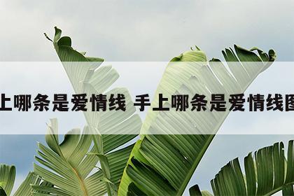 手上哪条是爱情线 手上哪条是爱情线图片