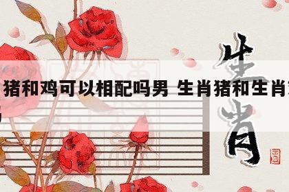 生肖猪和鸡可以相配吗男 生肖猪和生肖鸡适合吗
