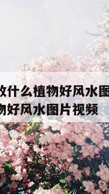财神方位摆放什么植物好风水图片 财神方位摆放什么植物好风水图片视频