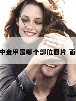 面相中金甲是哪个部位图片 面相 金