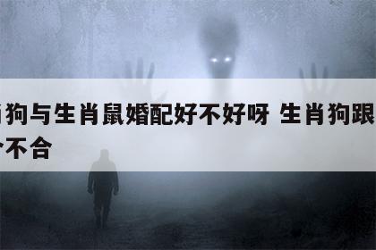 生肖狗与生肖鼠婚配好不好呀 生肖狗跟生肖鼠合不合