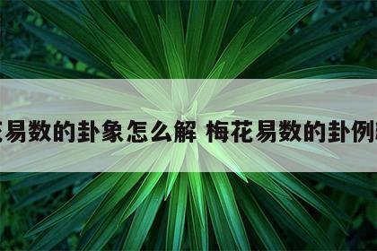 梅花易数的卦象怎么解 梅花易数的卦例精解