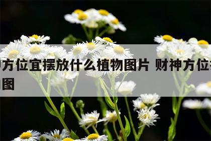 财神方位宜摆放什么植物图片 财神方位摆放朝向图
