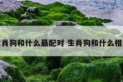 生肖狗和什么最配对 生肖狗和什么相配