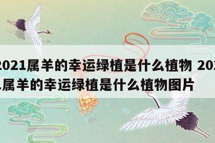 2021属羊的幸运绿植是什么植物 2021属羊的幸运绿植是什么植物图片