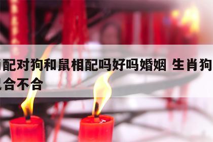 生肖配对狗和鼠相配吗好吗婚姻 生肖狗和生肖鼠合不合