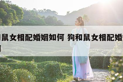 狗和鼠女相配婚姻如何 狗和鼠女相配婚姻如何啊
