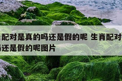 生肖配对是真的吗还是假的呢 生肖配对是真的吗还是假的呢图片