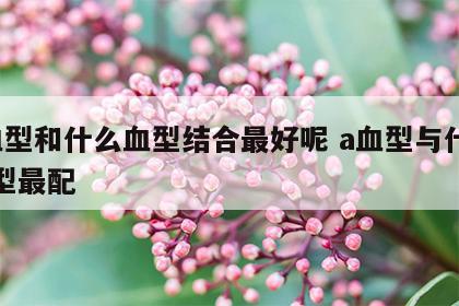 a血型和什么血型结合最好呢 a血型与什么血型最配