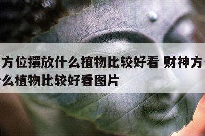 财神方位摆放什么植物比较好看 财神方位摆放什么植物比较好看图片