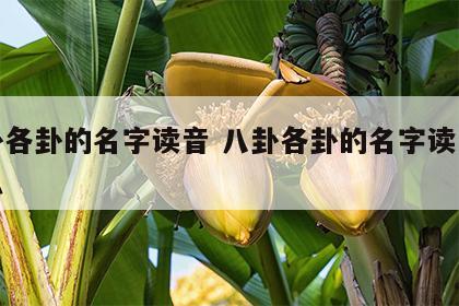 八卦各卦的名字读音 八卦各卦的名字读音是什么