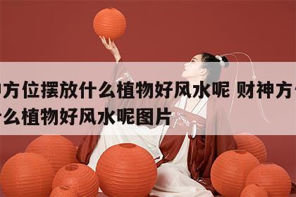 财神方位摆放什么植物好风水呢 财神方位摆放什么植物好风水呢图片