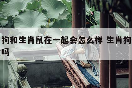 生肖狗和生肖鼠在一起会怎么样 生肖狗和鼠合适吗