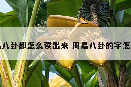 周易八卦都怎么读出来 周易八卦的字怎么读