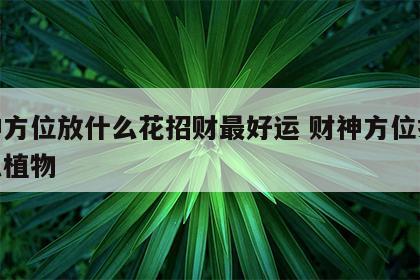 财神方位放什么花招财最好运 财神方位摆放什么植物