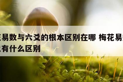 梅花易数与六爻的根本区别在哪 梅花易数和六爻有什么区别
