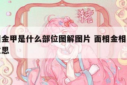 面相金甲是什么部位图解图片 面相金相是什么意思