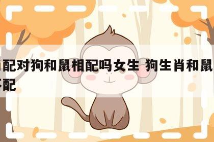 生肖配对狗和鼠相配吗女生 狗生肖和鼠生肖配不配