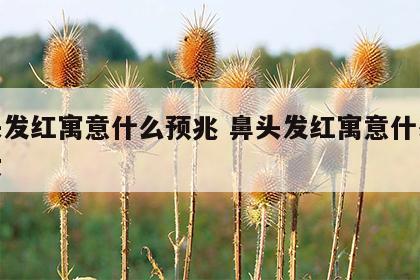 鼻头发红寓意什么预兆 鼻头发红寓意什么预兆女