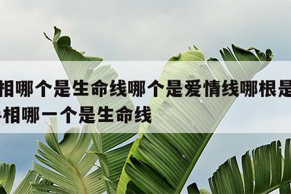 看手相哪个是生命线哪个是爱情线哪根是事业线 手相哪一个是生命线