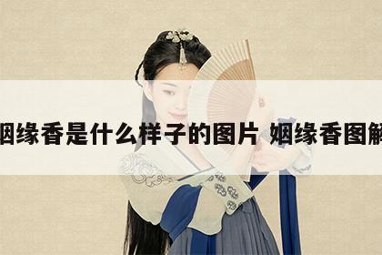 姻缘香是什么样子的图片 姻缘香图解