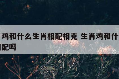 生肖鸡和什么生肖相配相克 生肖鸡和什么生肖相配吗