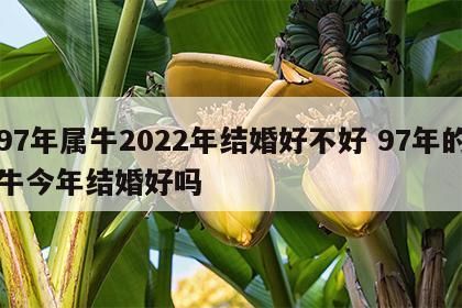 97年属牛2022年结婚好不好 97年的牛今年结婚好吗