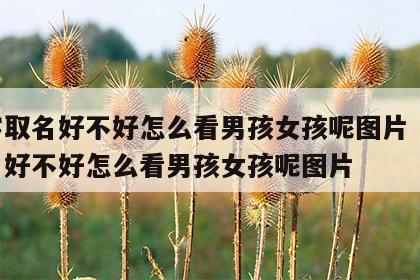 八字取名好不好怎么看男孩女孩呢图片 八字取名好不好怎么看男孩女孩呢图片