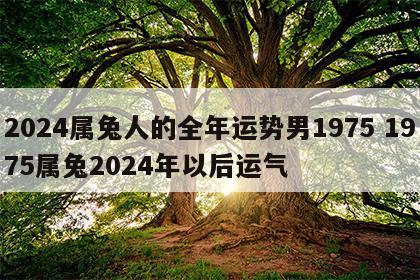 2024属兔人的全年运势男1975 1975属兔2024年以后运气