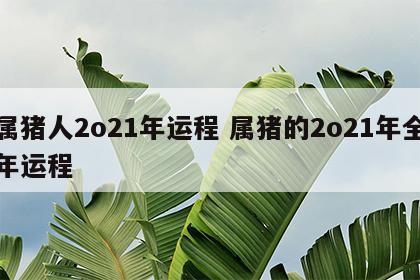 属猪人2o21年运程 属猪的2o21年全年运程