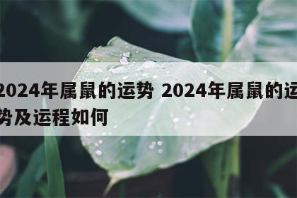 2024年属鼠的运势 2024年属鼠的运势及运程如何