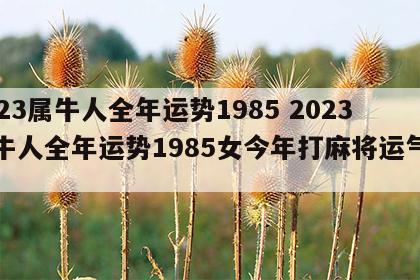 2023属牛人全年运势1985 2023属牛人全年运势1985女今年打麻将运气咋样
