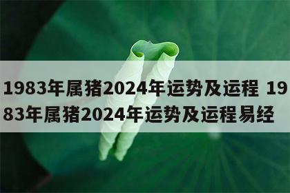1983年属猪2024年运势及运程 1983年属猪2024年运势及运程易经