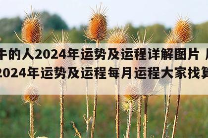 属牛的人2024年运势及运程详解图片 属牛2024年运势及运程每月运程大家找算命网