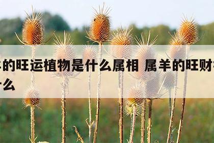 属羊的旺运植物是什么属相 属羊的旺财植物是什么