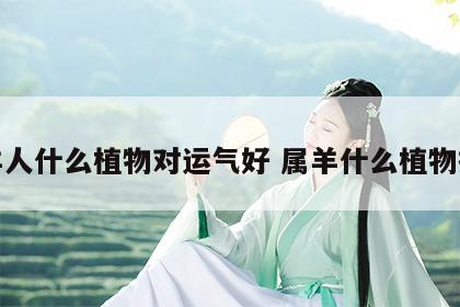 属羊人什么植物对运气好 属羊什么植物招财