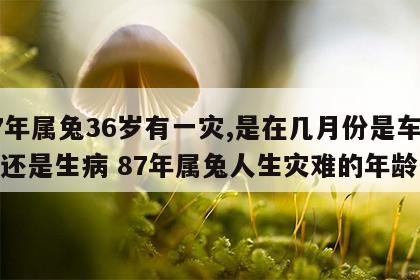 87年属兔36岁有一灾,是在几月份是车祸吗还是生病 87年属兔人生灾难的年龄