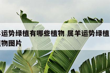 属羊运势绿植有哪些植物 属羊运势绿植有哪些植物图片