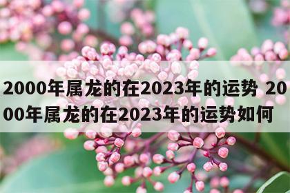 2000年属龙的在2023年的运势 2000年属龙的在2023年的运势如何