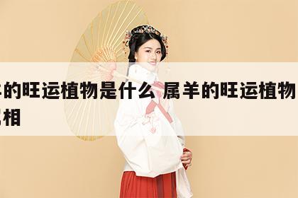 属羊的旺运植物是什么 属羊的旺运植物是什么属相