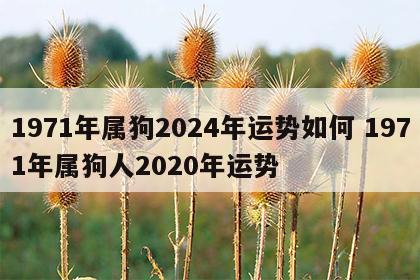 1971年属狗2024年运势如何 1971年属狗人2020年运势