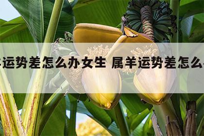 属羊运势差怎么办女生 属羊运势差怎么办女生