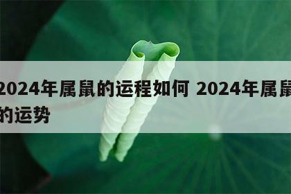 2024年属鼠的运程如何 2024年属鼠的运势