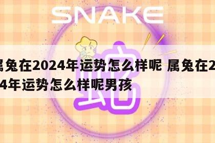 属兔在2024年运势怎么样呢 属兔在2024年运势怎么样呢男孩