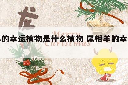 属羊的幸运植物是什么植物 属相羊的幸运植物