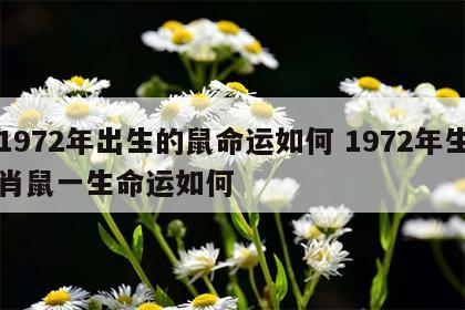 1972年出生的鼠命运如何 1972年生肖鼠一生命运如何